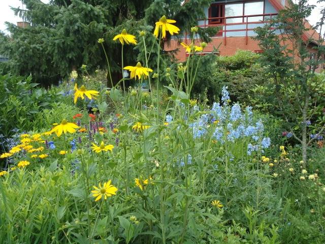 kombinere forårsstemning rudbeckia liljer sun eye