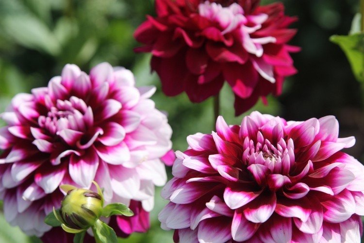 efterår-blomster-dahlia-hvid-pink-smukke-blomster-efterår-planter