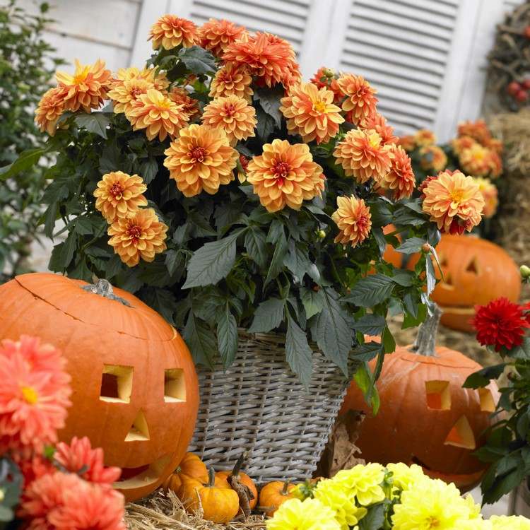efterår-blomster-altan-efterår-dekoration-georginer-orange-græskar-ansigt
