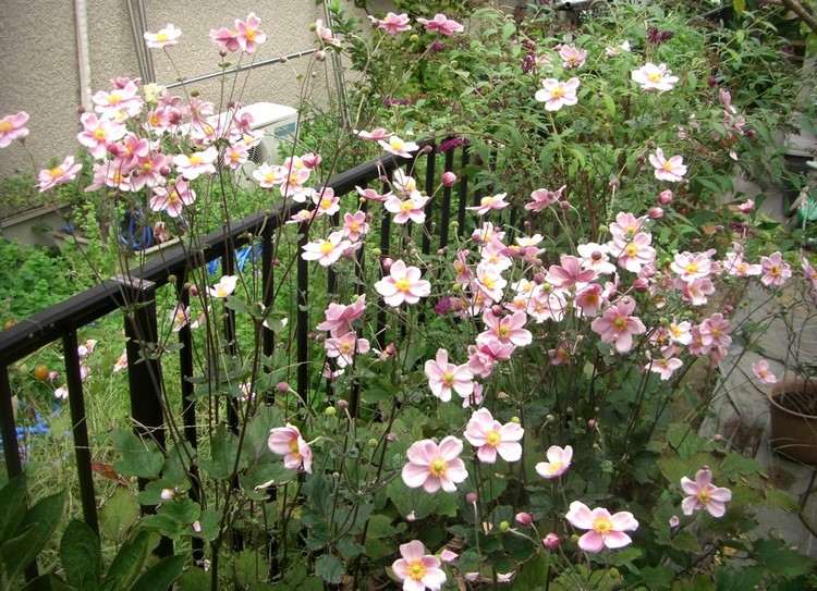 efterår-blomster-altan-efterår-anemoner-sart-pink-altan-brystning-dekoration