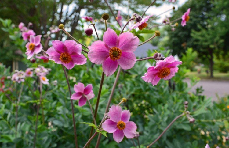 efterår-blomster-altan-plantning-efterår-anemone-japonica-lilla-blomster