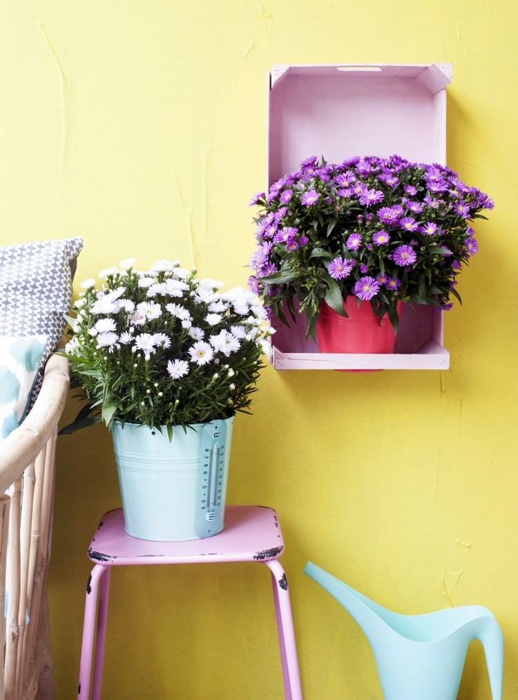 efterårsblomster-altan-gule-væg-krukker-efterår aster-hårdfør-hvid-lilla