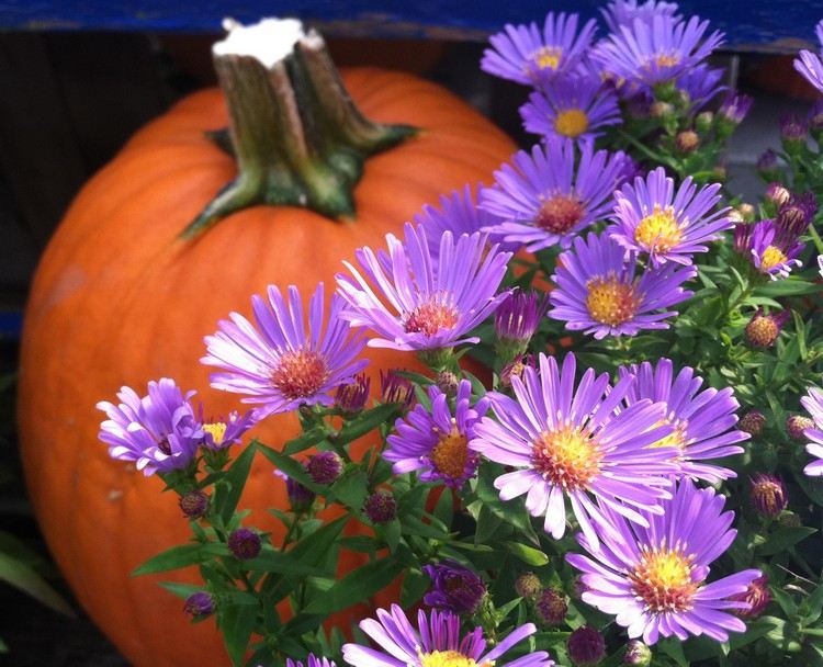 efterår-blomster-altan-efterår aster-lilla-knosten-græskar-efterårsdekoration