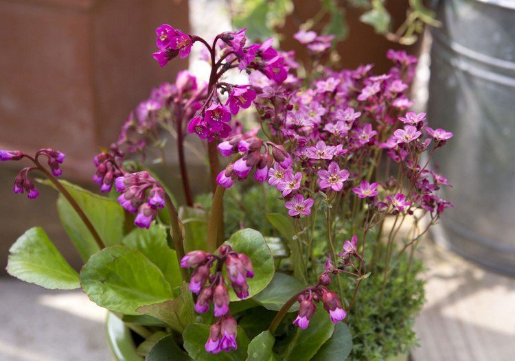 efterår-blomster-altan-bergenie-efterår-blomst-lilla-blomster-altan-plante