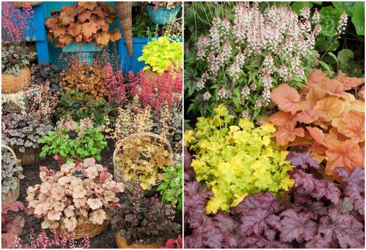 heuchera-blad-dekorationer-efterårsblade-lyse-farve-spande