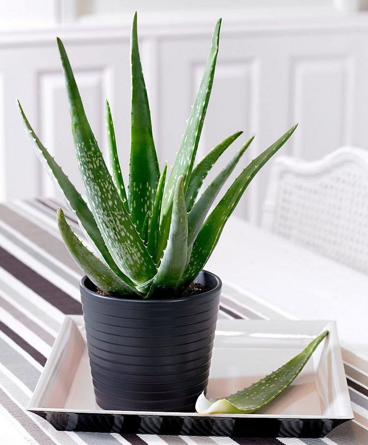 indendørs planter lidt vand aloe vera plante