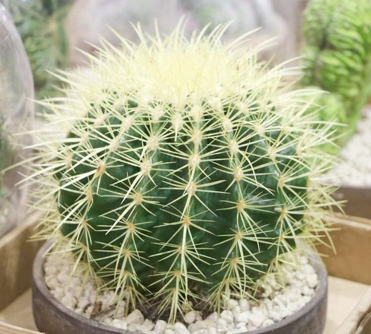 letplejede planter til boldekuglens kaktus