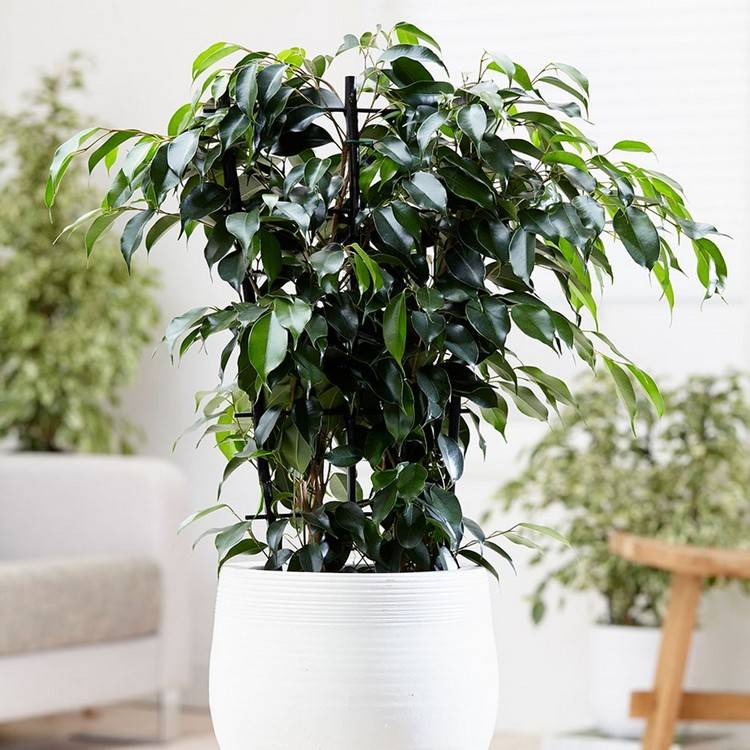 husplanter lidt vand grædende figen ficus benjamina