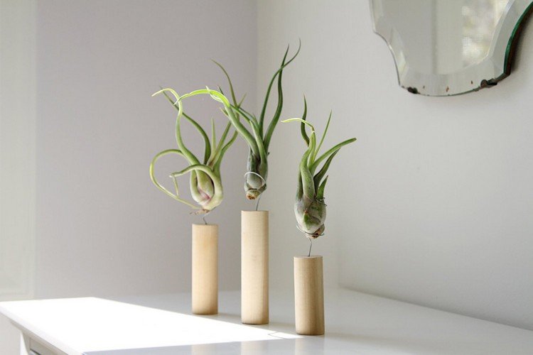 tillandsia luftplanter, der næsten ikke har brug for vand