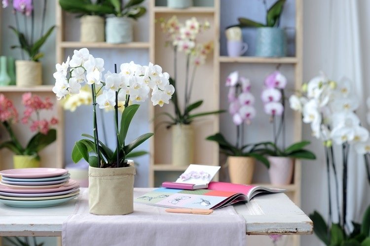 orkideer Phalaenopsis letplejede stueplanter lidt vand