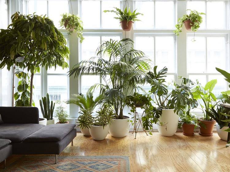 indendørs planter let at passe på udvalgte eksempler