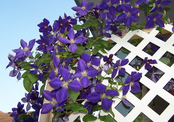 Stora lila klematisblommor på en vit spaljéträdgårdspergola