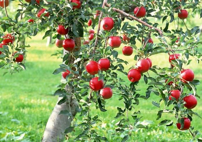 Röda äpplen på ett träd i trädgården i ett lanthus
