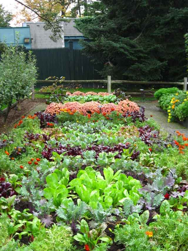 Grøntsagshave i efteråret frisk farverig korrekt plejeforberedelse