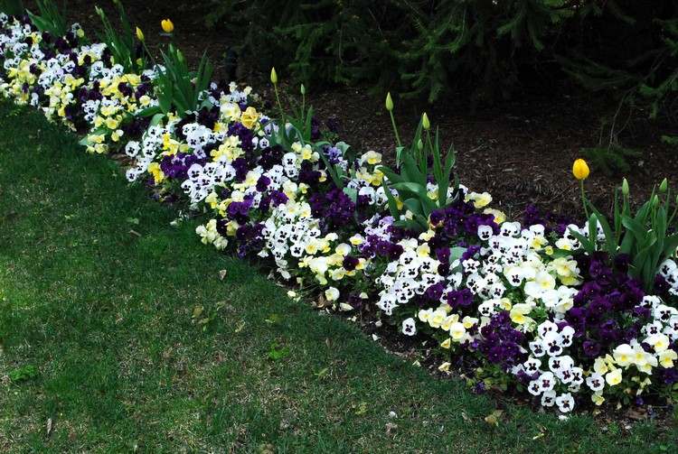 Plant smalle strimler af sengen med stedmoderblomster og tulipaner