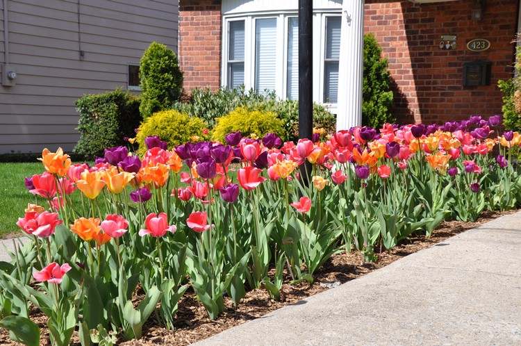 Springblomstbed lang smal langs fortovet med tulipaner