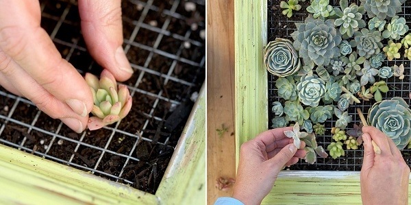 mini-succulent-garden-6-make-yourself