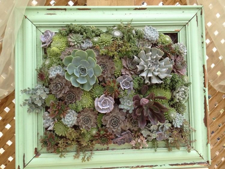 Minihave lavet af sukkulenter -grøn-maleri-ramme