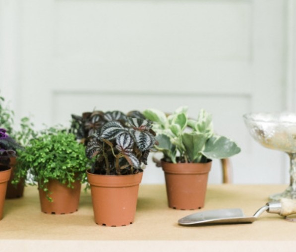 bord-dekoration-livlige-planter-lille-pot-idé