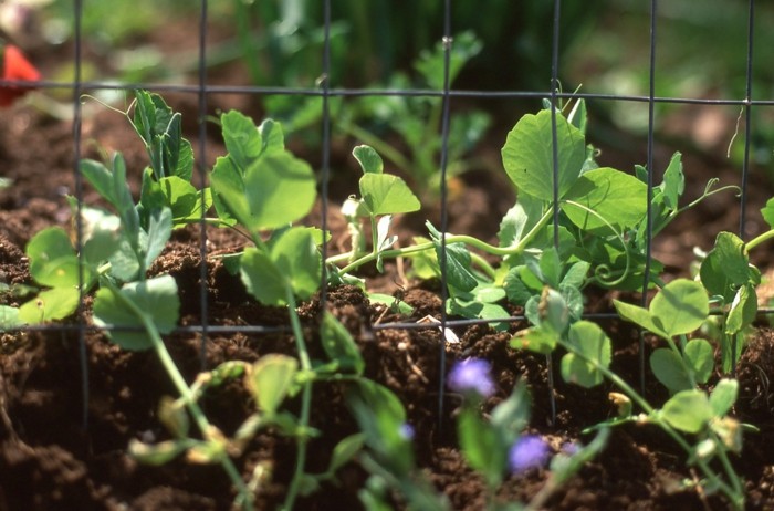 kædeled hegn espalier ærter planter hobby havearbejde tips