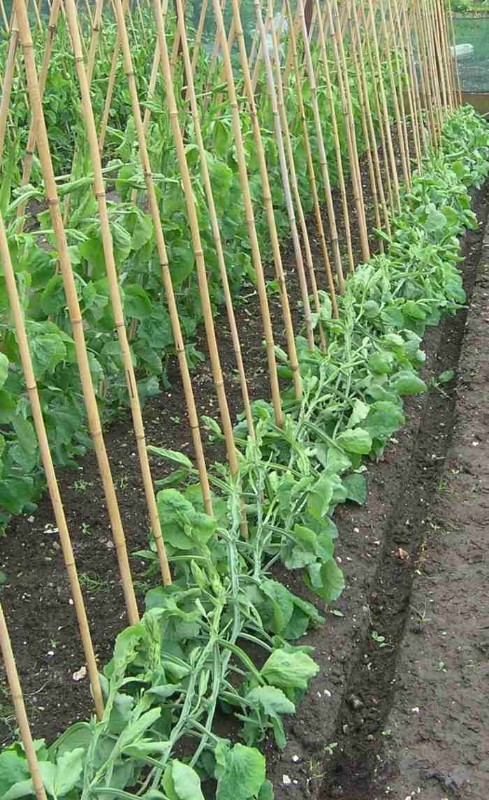 grøntsagsbedstøtte bambusærter planter plejetips