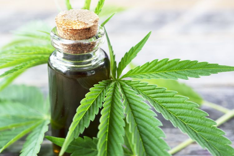 CBD -olie cannabinoid hentet fra hampplanten