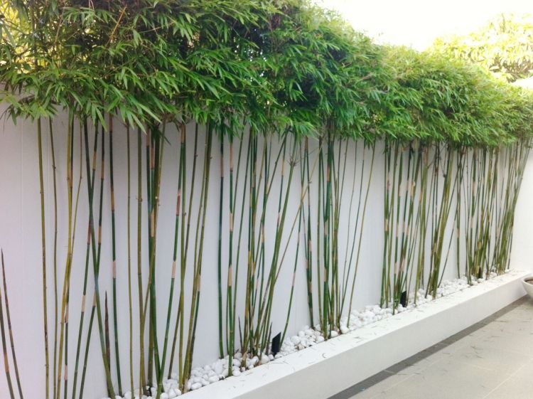 Feng Shui have design bambus planter-hvid-grus-beskyttelse af personlige oplysninger
