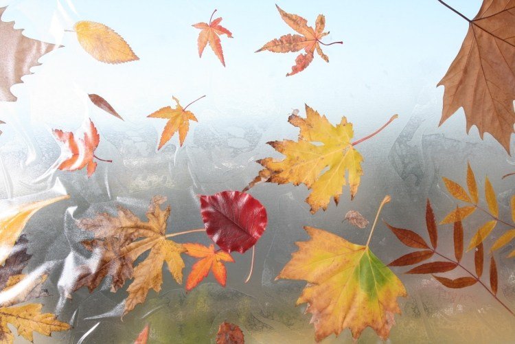 vinduesdekoration-efterår-børn-tinker-selvklæbende-folie-gennemsigtige-blade-selvfølgelig