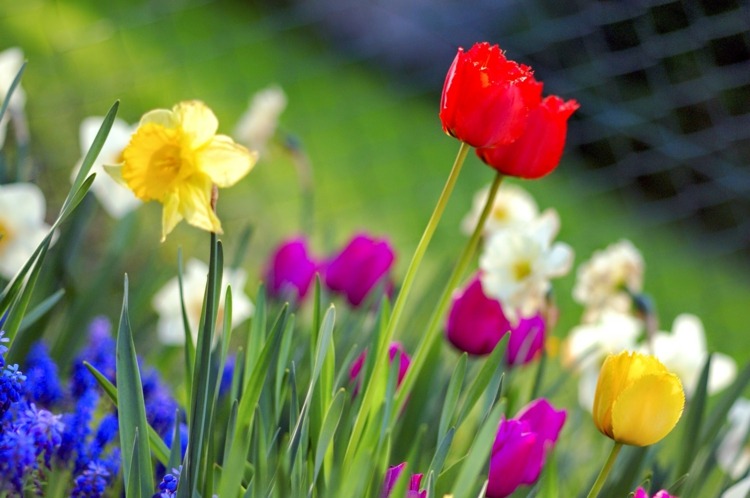 duften af ​​forår i huset blomster-eng-narcissus-tulipaner-farverige