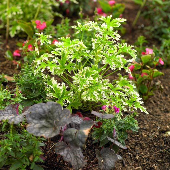 små blomster urter