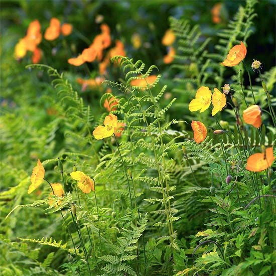 lille forårsblomsterhave