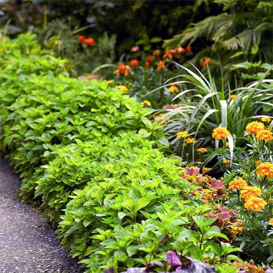 Haveplanter forårsblomster