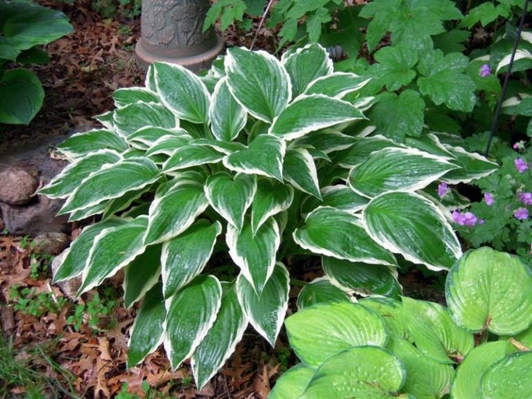 have med skygge planter hosta idé havearbejde forårssommer