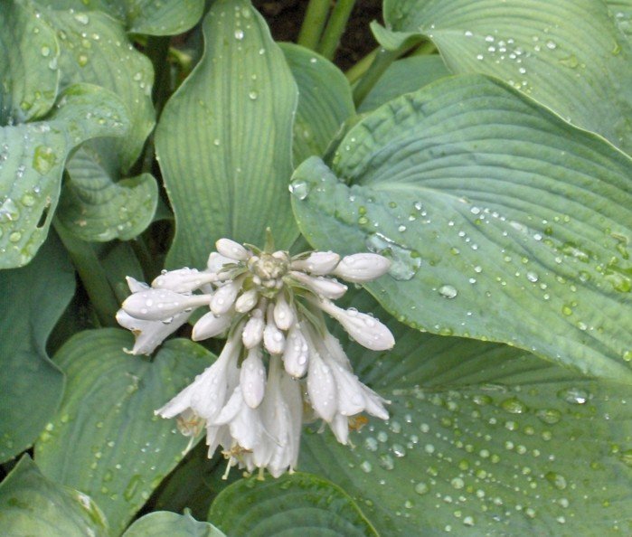 funkien hosta blomster blade dråber blomstre hvid regn