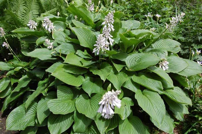 skygge plante hosta frodig grøn blomst hvid funkie