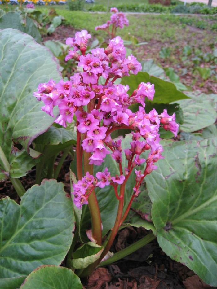 bergenia cordifolia have design planter idé lyserød