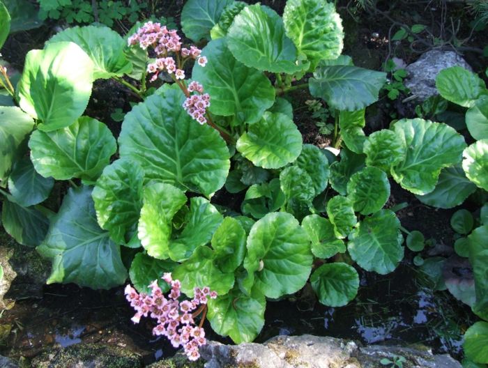 Bergenia blomsterskygge efterlader hjerteformet nuance