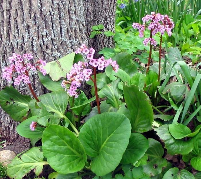 tykke blade bergenie træ skygge blomster mør lyserøde