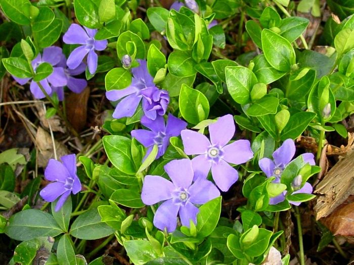 stedsegrøn vinca blomsterjord have lilla