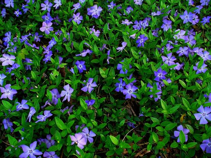 blomsterhave vinca stedsegrønne blomster lilla stjerne