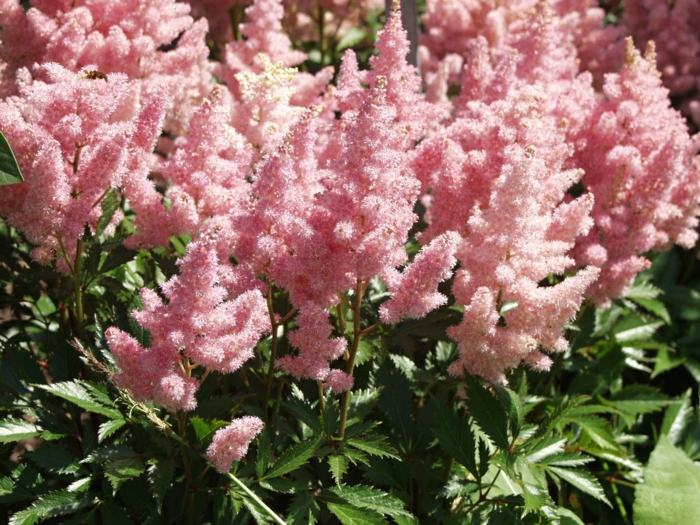 astilbe pink bloom pragtfulde spar haveplanter