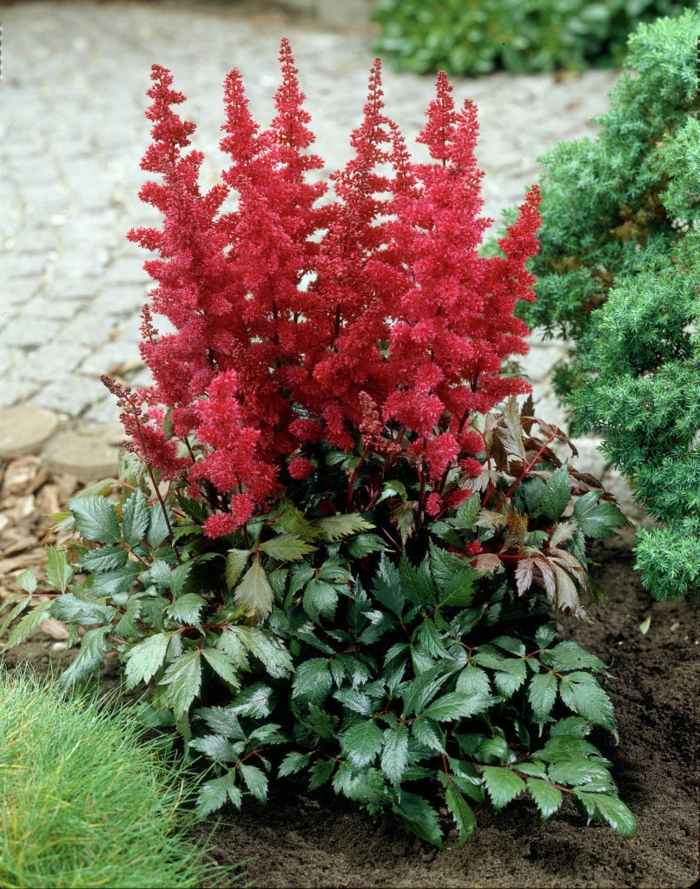 pragtfuld have med skygge planter astilbe arendsii