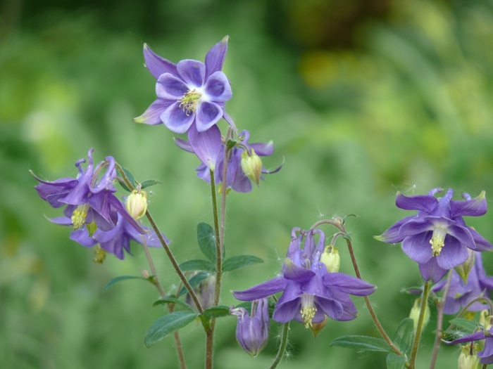 have med skygge planter aquilegia vulgaris lilla blomst