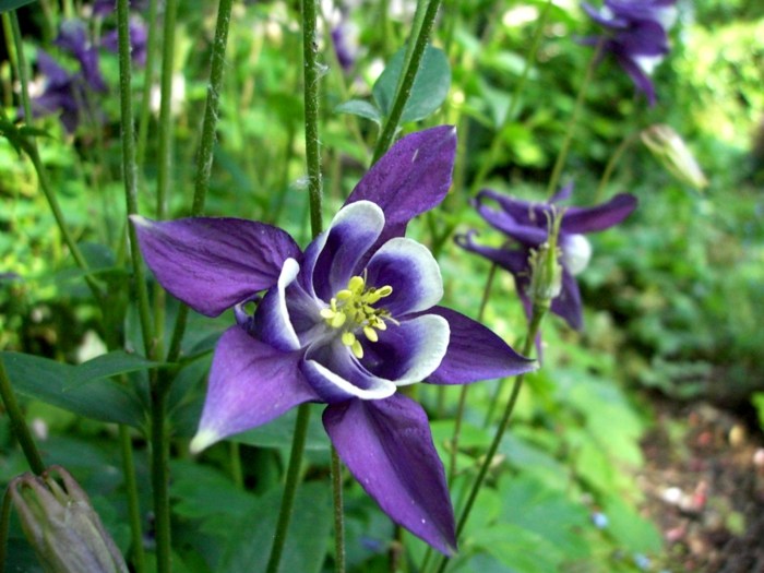 aquilegia haveblomst lilla stjerne plante