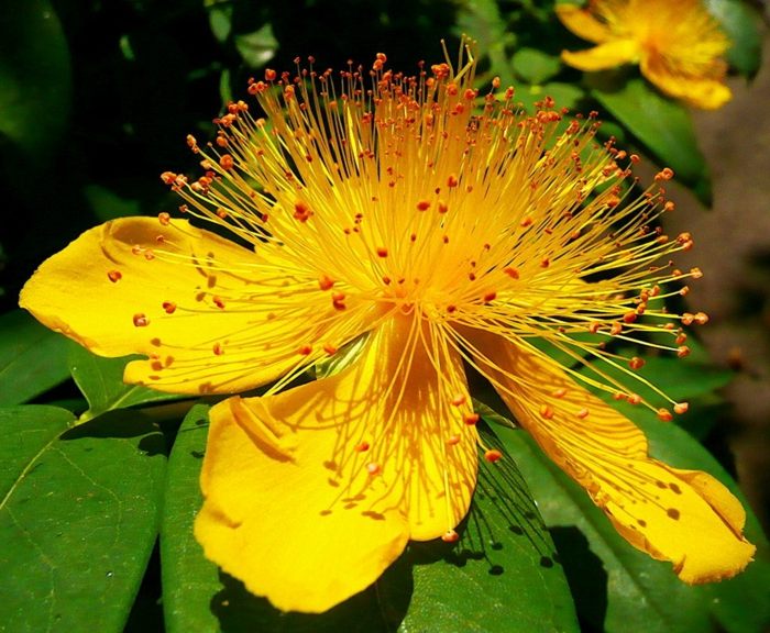 gul blomst hypericum calycinum johannesurt skygge idé