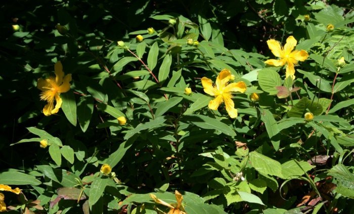 Johannesurt gul hypericum buskplante haveskygge