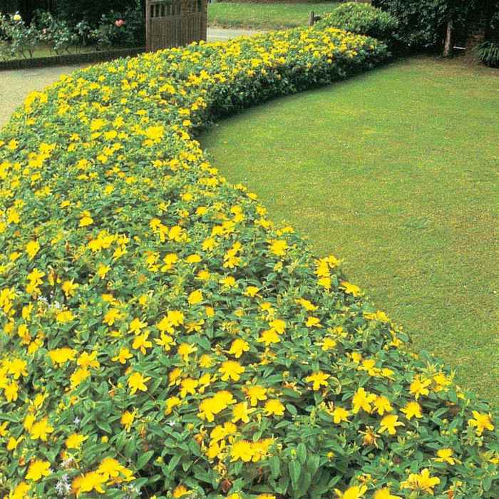 have med skygge planter St. John's wort gule blomsterbed