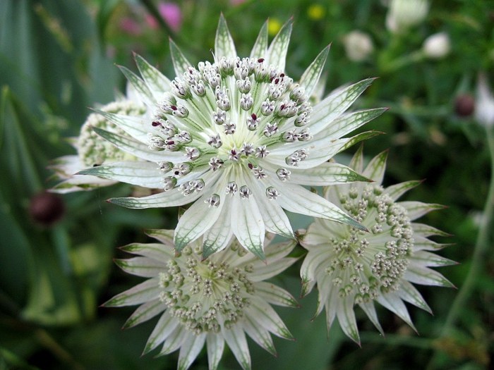 astrantia blomstre skygge hvid stjerneformet havedesign