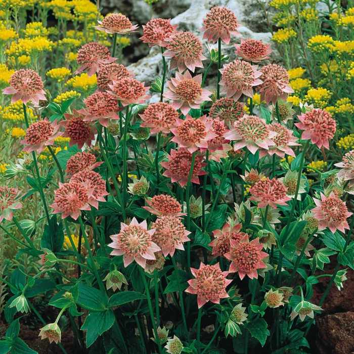 stjerne umbel pink rød blomsterbed skygge astrantia