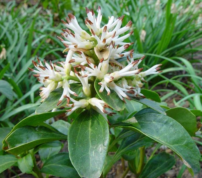 Pachysandra terminalis fedt mand plante blomster hvid brun have